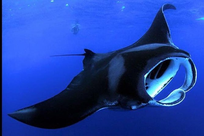 Big Island Manta Ray Night Snorkel - Key points to know before booking