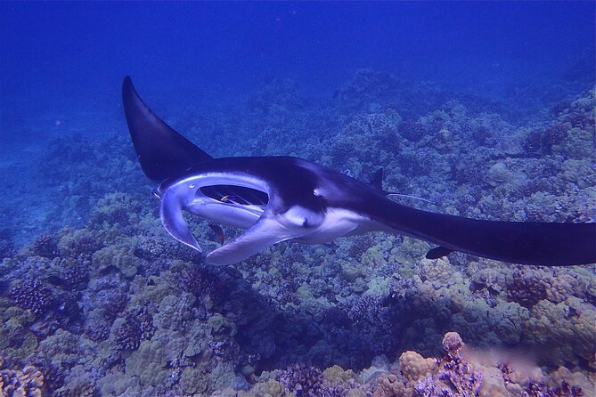 Big Island Manta Ray Night Snorkel - Why Kona’s night manta snorkel is so unusual