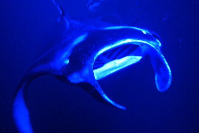 Big Island: Manta Ray Night Snorkeling Adventure in Kailua-Kona - From Honokohau Harbor to the sunset