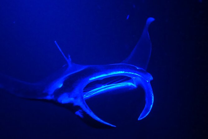 Big Island: Manta Ray Night Snorkeling Adventure in Kailua-Kona - Crew service and safety
