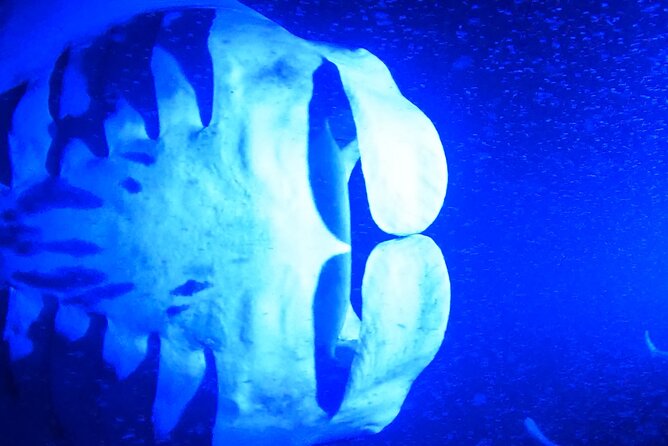 Big Island: Manta Ray Night Snorkeling Adventure in Kailua-Kona - Snacks, drinks, and the ride home