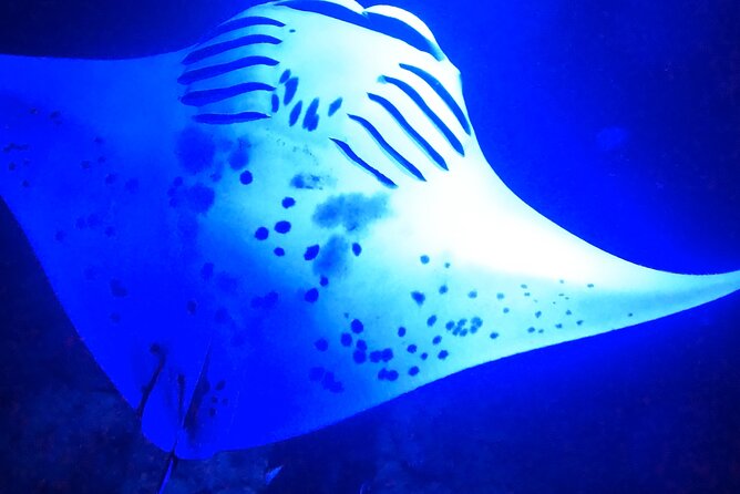 Big Island: Manta Ray Night Snorkeling Adventure in Kailua-Kona - Who will enjoy this Kona night snorkel?
