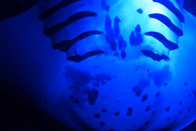 Big Island: Manta Ray Night Snorkeling Adventure in Kailua-Kona - Practical preparation for a smoother night