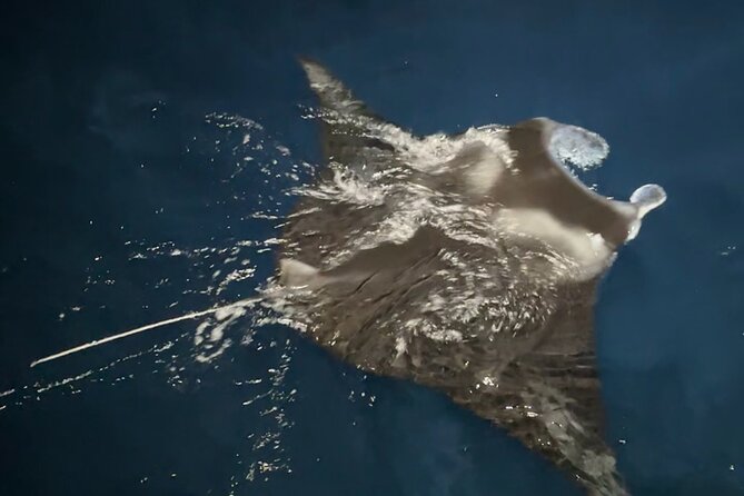 Big Island: Manta Ray Night Snorkeling Adventure in Kailua-Kona - What happens at the manta feeding site