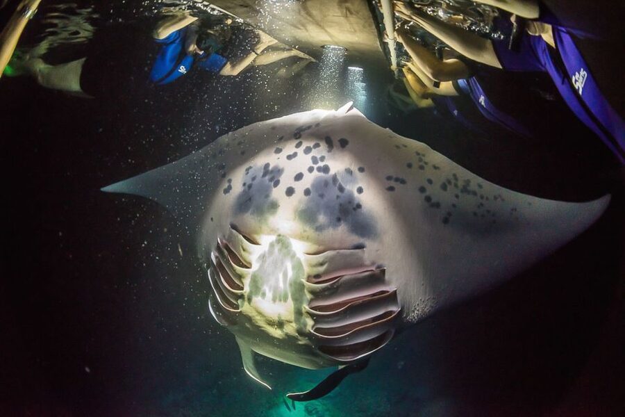 Big Island: Night Swim with Manta Ray with Hot Chocolate - Key things to know before booking