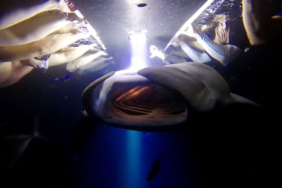 Big Island: Night Swim with Manta Ray with Hot Chocolate - Why Kona’s night manta swim is so special