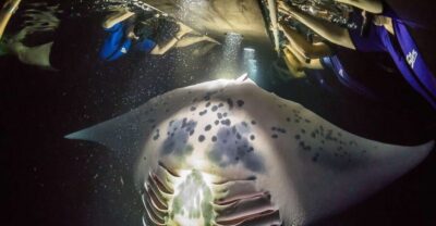 Big Island: Night Swim with Manta Ray with Hot Chocolate