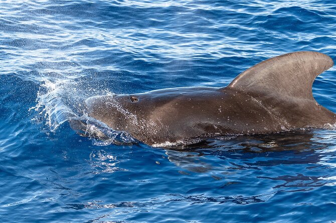 Big Island: Pelagic Whale Watch Tour - The near-shore search: dolphins, rays, and winter humpbacks