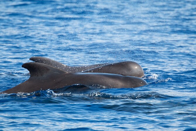 Big Island: Pelagic Whale Watch Tour - Heading offshore into the pelagic zone