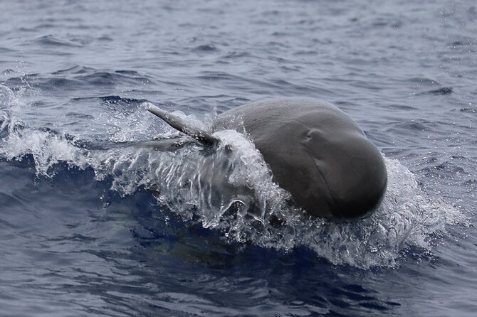 Big Island: Pelagic Whale Watch Tour - The naturalists make the difference