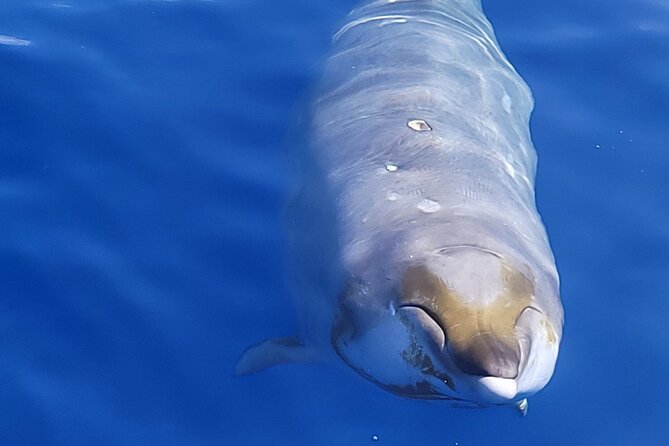 Big Island: Pelagic Whale Watch Tour - Artemis, the 46-foot catamaran