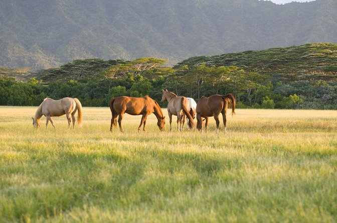Big Island Waterfalls Tour with Swimming and Botanical Garden - Is the $297.82 Price Worth It?