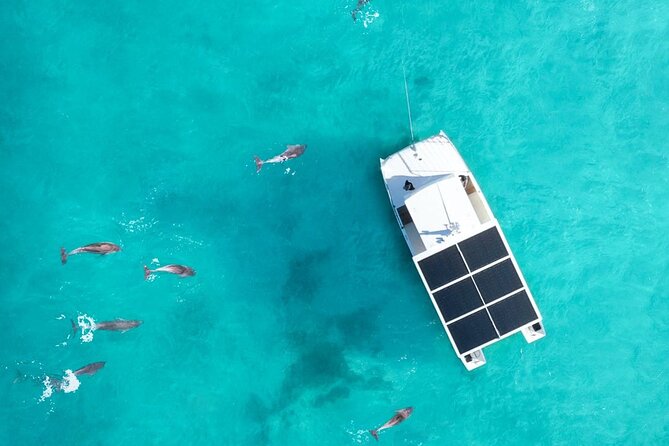 Biologist Owned & Operated: Dolphin Watching & Guided Snorkeling - Meeting at SQUID in the Historic Seaport