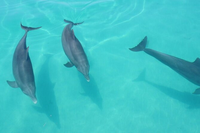 Biologist Owned & Operated: Dolphin Watching & Guided Snorkeling - Boat Comfort, Food, and What to Pack