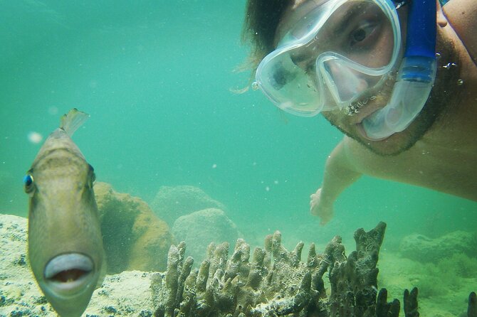 Biologist Owned & Operated: Dolphin Watching & Guided Snorkeling - Is $143.05 a Good Value?
