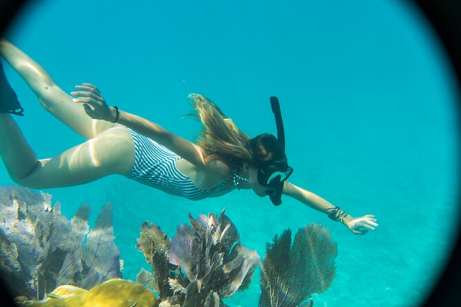Biologist Owned & Operated: Dolphin Watching & Guided Snorkeling - Searching for More Than 200 Wild Bottlenose Dolphins