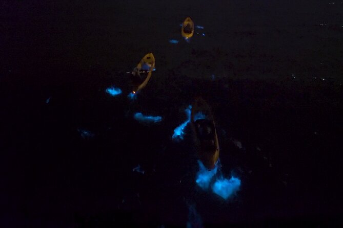 Bioluminescence Kayak Tour - Winter Comb Jellies From Late November Through April