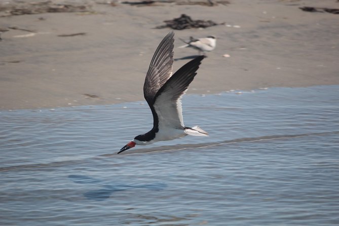 Birding By Boat on the Osprey - Key points to know before you book