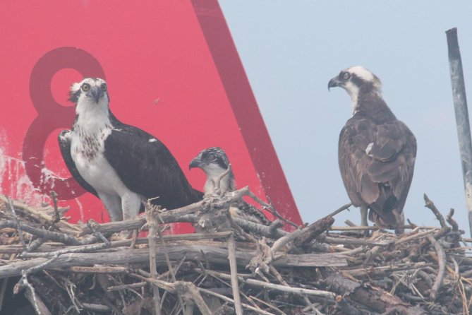 Birding By Boat on the Osprey - Leaving Wilson Drive for the back bay