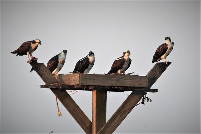Birding By Boat on the Osprey - Why the naturalists make a big difference