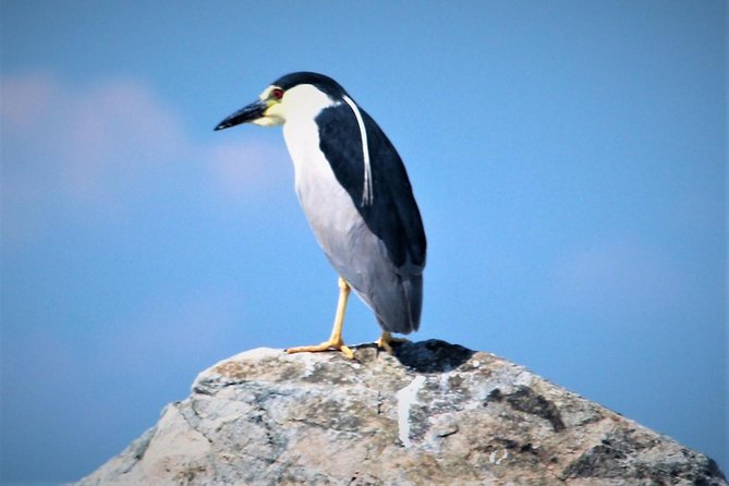 Birding By Boat on the Osprey - Timing, weather, and what can affect the day