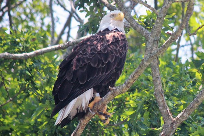 Birding By Boat on the Osprey - The first wildlife sightings set the pace