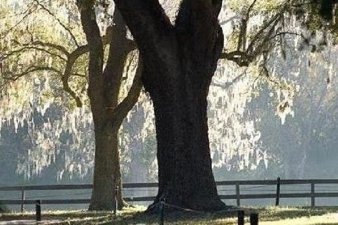 Boone Hall Plantation Admission & Tour with Transportation from Charleston - From downtown Charleston to Boone Hall