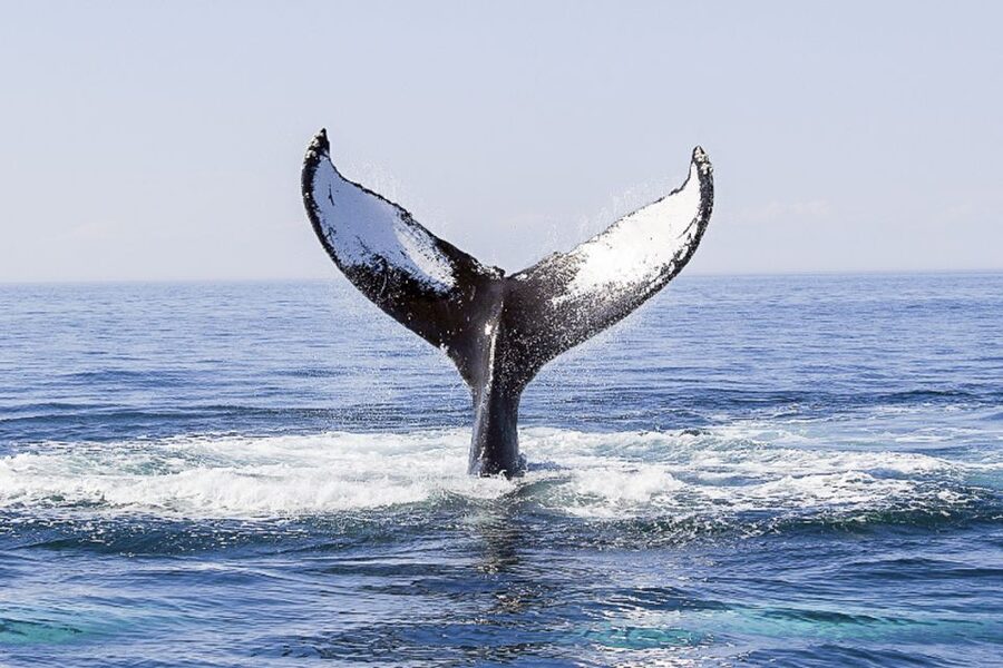 Boston: City Cruises Whale Watching Cruise - Tips for getting the most from the cruise