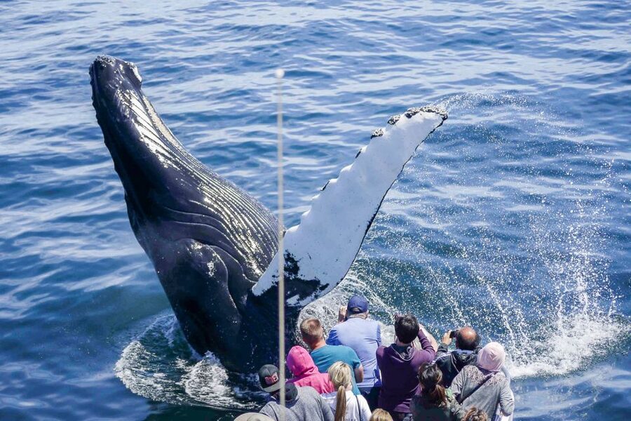 Boston: City Cruises Whale Watching Cruise - Reaching Stellwagen Bank National Marine Sanctuary
