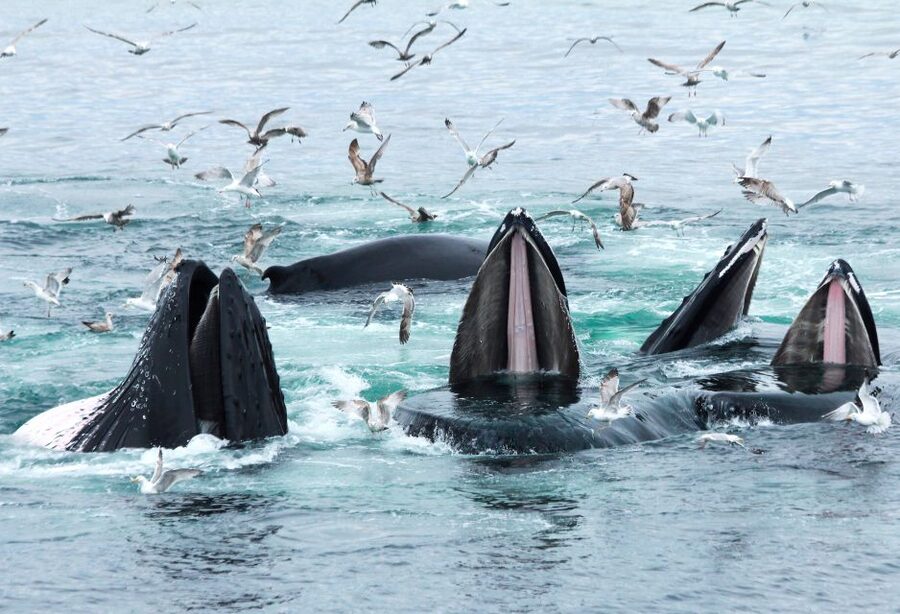 Boston: City Cruises Whale Watching Cruise - Meeting humpback, fin, and minke whales