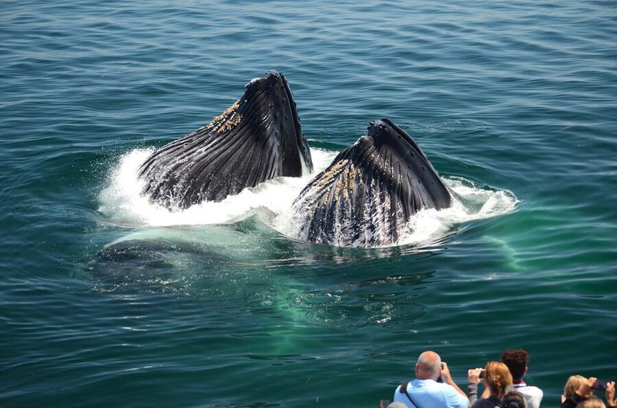 Boston: City Cruises Whale Watching Cruise - What the Naturalists add to the trip