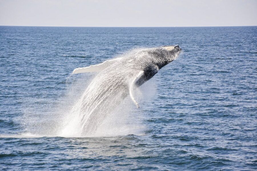 Boston: City Cruises Whale Watching Cruise - Choosing between the open decks and indoor cabin