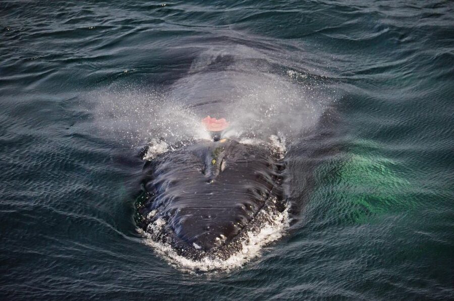 Boston: City Cruises Whale Watching Cruise - Food, drinks, bathrooms, and comfort