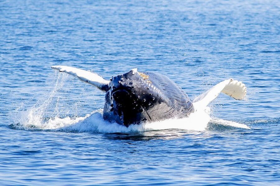Boston: City Cruises Whale Watching Cruise - Is $85 a good value?