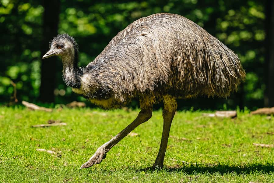 Boston: Franklin Park Zoo Entry Ticket - Key points to know before you go