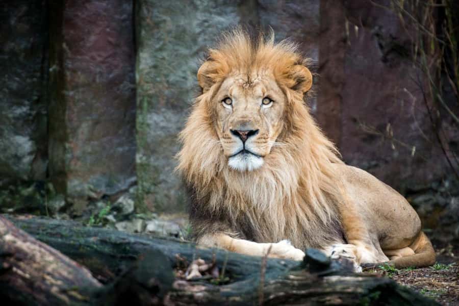 Boston: Franklin Park Zoo Entry Ticket - What the $24 ticket gets you at Franklin Park Zoo