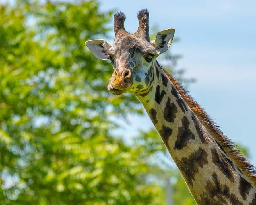 Boston: Franklin Park Zoo Entry Ticket - Gorilla Grove brings you close to the troop