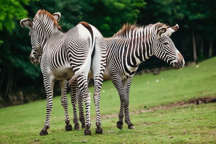 Boston: Franklin Park Zoo Entry Ticket - Kalahari Kingdom is the place for the African lion