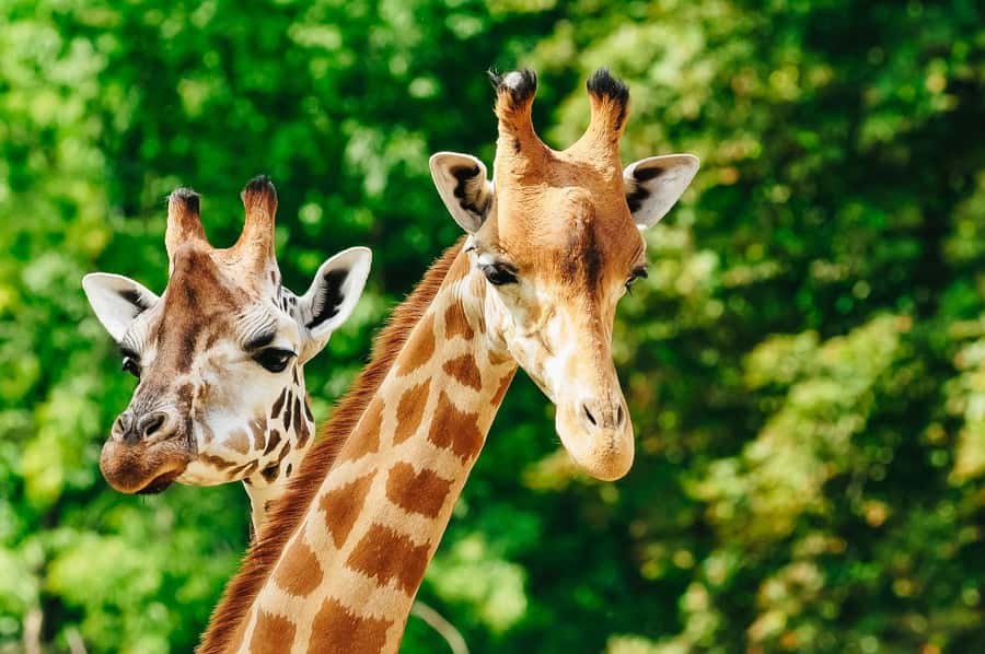 Boston: Franklin Park Zoo Entry Ticket - Giraffe Savannah offers an easy crowd-pleaser