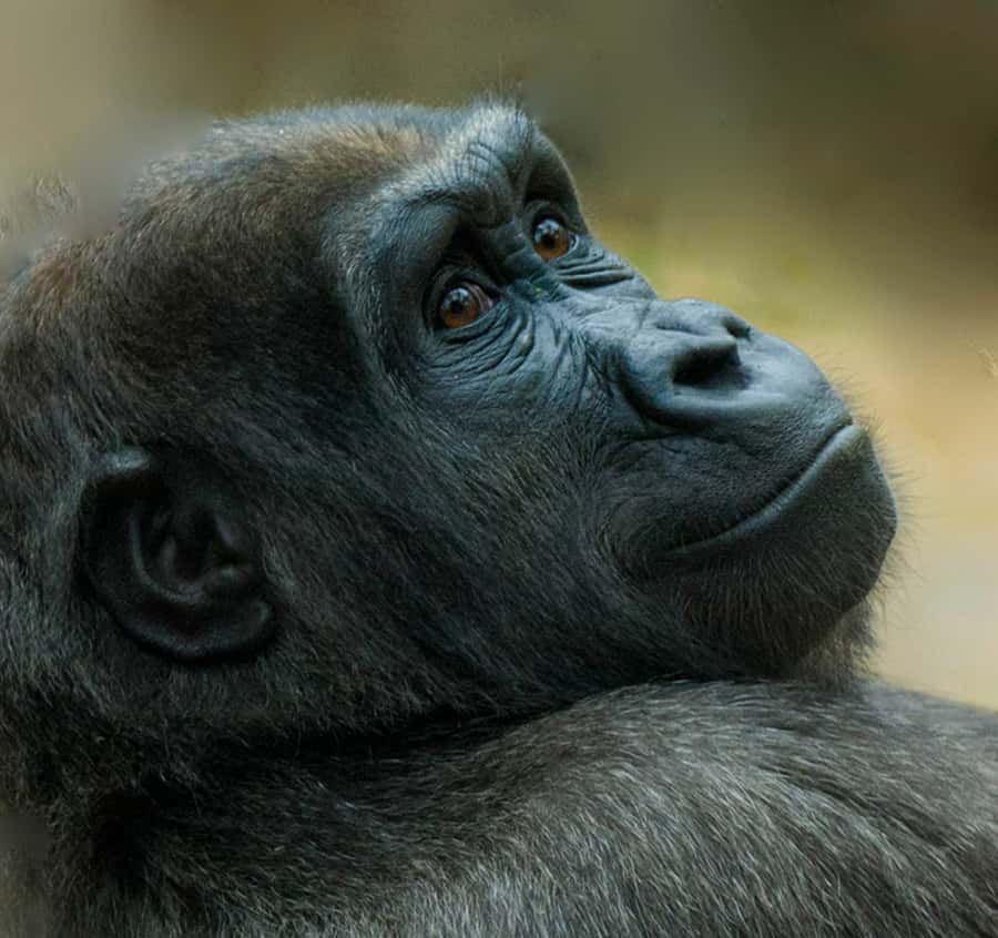 Boston: Franklin Park Zoo Entry Ticket - Start with Tropical Forest for a warm indoor change