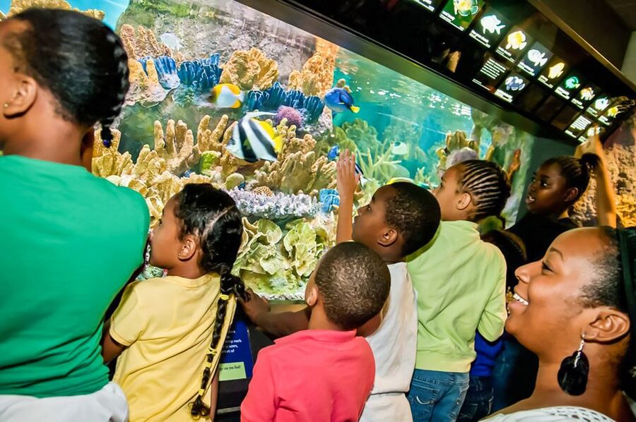 Boston: New England Aquarium Entry + Optional Simons Theatre - California Sea Lions in Motion
