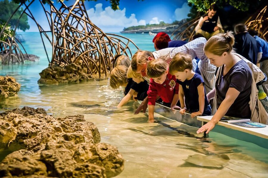 Boston: New England Aquarium Entry + Optional Simons Theatre - How to Plan the Simons Theatre Film