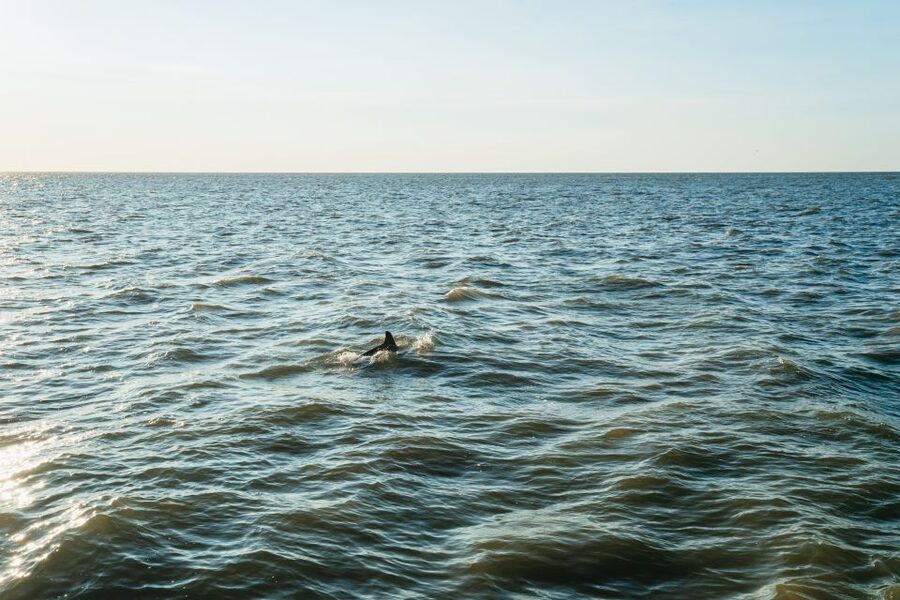 Cape May: Cape May Island Sunset Cruise & Dolphin Watching - A large boat with room to find your view