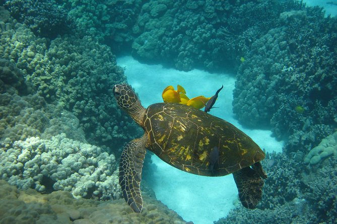Captain Cook Snorkel Tour with Sea Caves and Lava Tubes - Sea caves, lava tubes, and Hawaiian history on the return