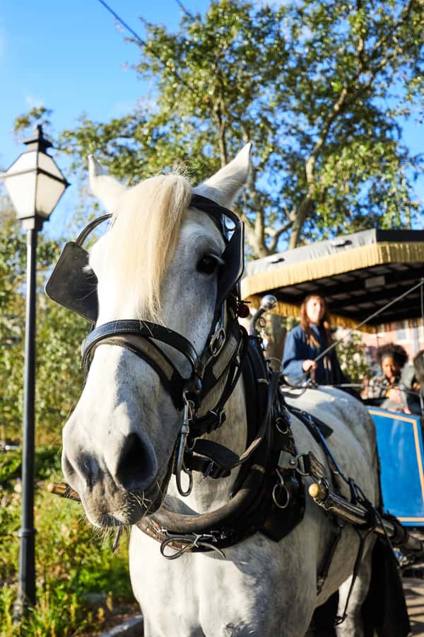 Charleston: Downtown Horse-Drawn Carriage Tour - Mansions, gardens, churches, and parks