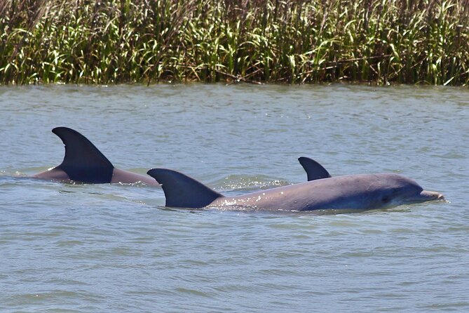 Charleston Eco Boat Cruise with stop at Morris Island Lighthouse - Wildlife Watching Along the Way