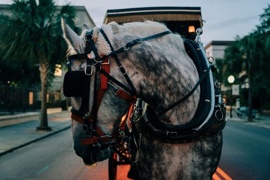 Charleston: Haunted Carriage Evening Tour - A slow ride through 300 years of Charleston