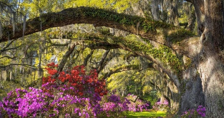 Charleston: Magnolia Plantation Entry & Tour with Transport - What four hours really buys you