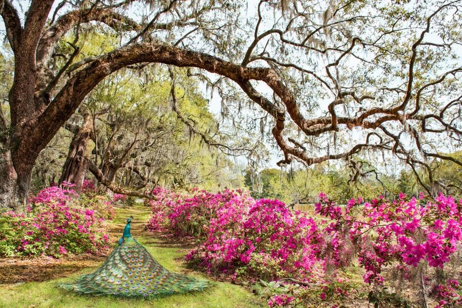 Charleston: Magnolia Plantation Entry & Tour with Transport - Is $90 a fair price?