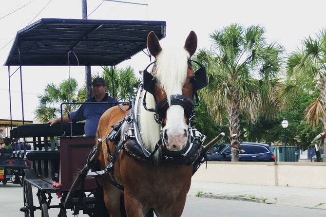 Charleston's Historic Residential Horse and Carriage Tour - Weather, traffic, and the real pace of the city